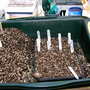 Greenhouse_early_2008_+_baby_010