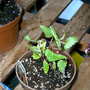 Greenhouse_early_2008_+_baby_012