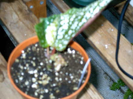 Snowcap (Begonia)