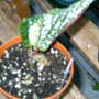 Greenhouse_early_2008_+_baby_013
