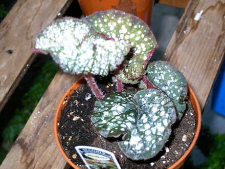Rocheart (Begonia)