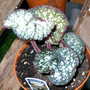 Greenhouse_early_2008_+_baby_014