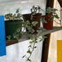 Greenhouse_early_2008_+_baby_015