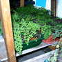 Greenhouse_early_2008_+_baby_018
