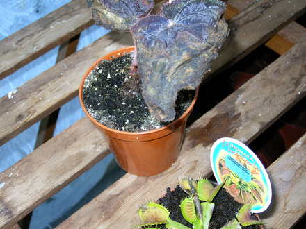 B. Black Knight (Begonia)