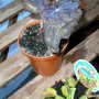 Greenhouse_early_2008_+_baby_019