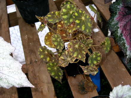 Tiger Kitten (Begonia)