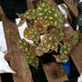 Greenhouse_early_2008_+_baby_020