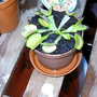 Greenhouse_early_2008_+_baby_021