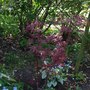 Acer__bloodgood_