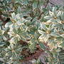 Pieris - Little Heath