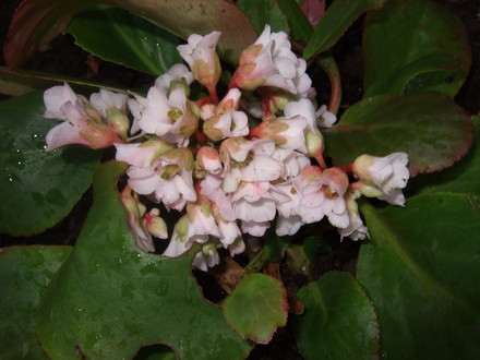 Bergenia 'Silverlight' (Bergenia)