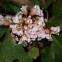 Bergenia__silverlight_