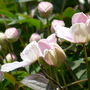 Clematis montana (Clematis Montana Rubens)