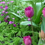 Tulipa