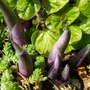 Aargh!!   Hosta Claws resurfacing..........:o) (Hosta)