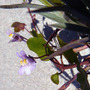 Linaria