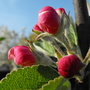 New Apple Tree Blossom Buds :)