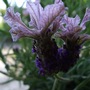 Lavandula stoechas 'Rocky Road' (Lavandula stoechas 'Rocky Road')