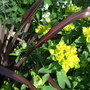 Another contrast... (Euphorbia polychroma)