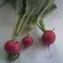 A week on.... (Armoracia rusticana (Horse Radish))