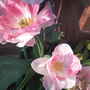 At their best