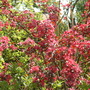 Garden_22.04.2009_012.jpg