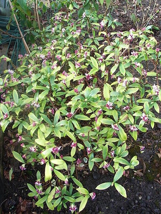 Daphne odora 'Aureomarginata' (Daphne odora 'Aureomarginata')