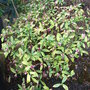 Daphne odora 'Aureomarginata'