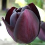 Tulipa 'Queen of the Night'