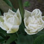 Tulipa