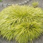 Hakonechloa macra 'Aureola'