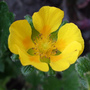 Potentilla 'Gold Sovereign' close-up. (Potentilla 'Gold Sovereign')