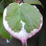 Actinidia kolomikta foliage - 2009 (Actinidia kolomikta)