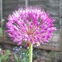 Allium azureum - 2009 (Allium azureum)
