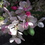 Malus floribunda (close-up) - 2009 (Malus floribunda)