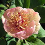 Paeonia mlokosewitschii (seed raised) - 2009 (Paeonia mlokosewitschii)