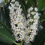 Prunus laurocerasus 'Otto Luyken - 2009 (Prunus laurocerasus 'Otto Luyken')