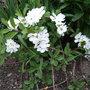 Exochorda x macrantha 'The Bride' (Exochorda x macrantha (Pearl bush) 'The Bride')