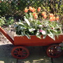 Tulips (Tulips)