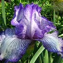 Favorite Iris