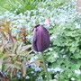 Tulip Queen of the Night 04.09