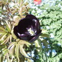 Tulip Queen of the Night 04.09