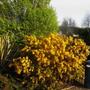Ulex europeus 'Flore Plena' (Ulex europaeus 'Flore Plena')