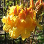 Azalea 'George Reynolds' - 2009 (Azalea 'George Reynolds')
