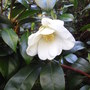Camellia japonica 'Devonia' (Camellia japonica 'Devonia')