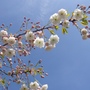 flower pictures