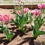 Pink Tulips (Tulipa acuminata (Tulip))