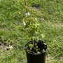 Akebia_quinata_chocolate_vine__09