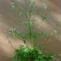 Cow Parsley plant (Anthriscus sylvestris)